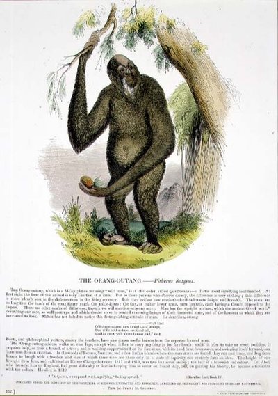 De orang-oetang (Pithecus satyrus) educatieve illustratie uitgegeven door de Society for Promoting Christian Knowledge door Josiah Wood Whymper