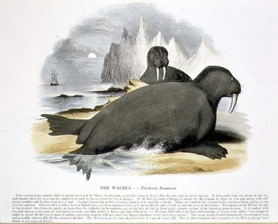 De walrus (Trichecus rosmarus) educatieve illustratie uitgegeven door de Society for Promoting Christian Knowledge door Josiah Wood Whymper