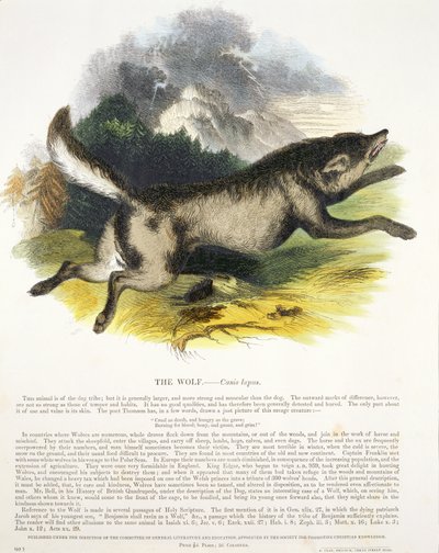 De Wolf (Canis lupus) educatieve illustratie gepubliceerd door de Society for Promoting Christian Knowledge, 1843 door Josiah Wood Whymper