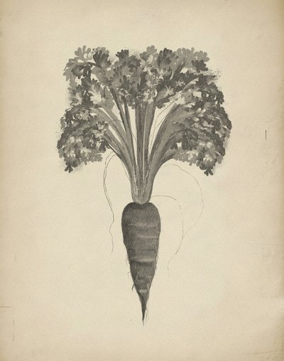 Botanische tekening van een wortel door Josie George