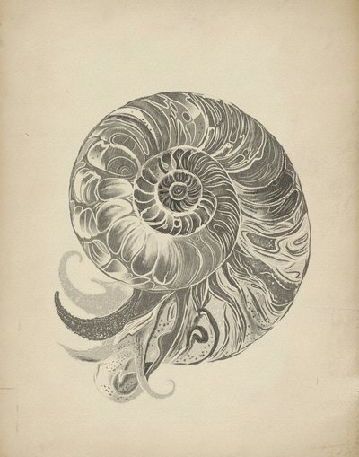 Ingewikkelde nautilusspiraal door Josie George