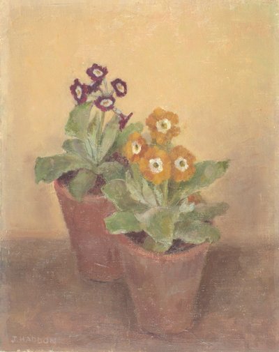 Primula