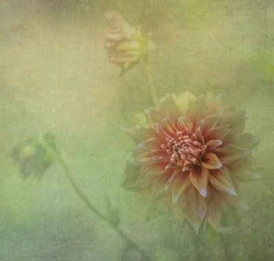  door Judy Tseng