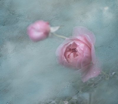 Dromerige roze rozen door Judy Tseng