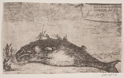 Een walvis gestrand bij Eiderstedt door Jürgen Ovens
