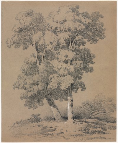 Boomstudie, 19e eeuw door Jules Coignet
