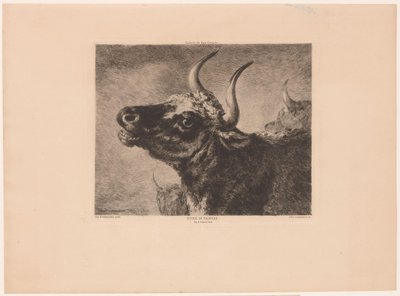 Hoofd van een stier door Jules Ferdinand Jacquemart