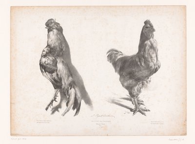 Studie van een dode en een levende kip door Jules Joseph Augustin Laurens