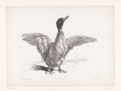 Studie van een eend met gespreide vleugels door Jules Joseph Augustin Laurens
