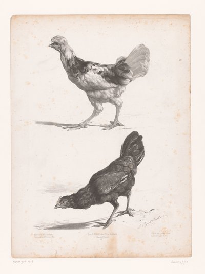 Studie van twee kippen door Jules Joseph Augustin Laurens