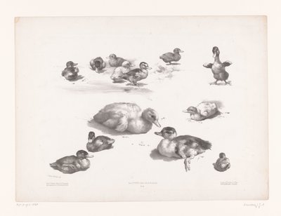 Studies van eenden en eendenkuikens door Jules Joseph Augustin Laurens
