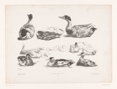 Studies van groepen liggende eenden (Dierstudies) door Jules Joseph Augustin Laurens
