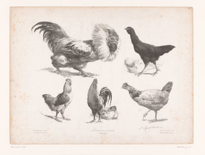 Studies van verschillende soorten kippen door Jules Joseph Augustin Laurens
