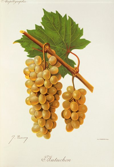 Autuchon druif door Jules Troncy