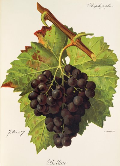 Bellino druif door Jules Troncy