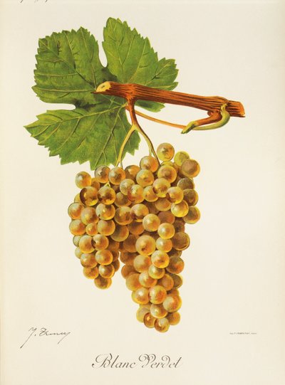 Blanc Verdet druif door J. Troncy door Jules Troncy