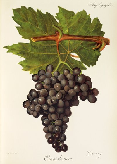 Canaiolo Nero druif door Jules Troncy