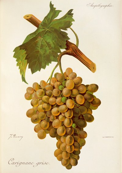 Carignane Grise-druif door J. Troncy door Jules Troncy
