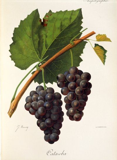 Catawba druif door J. Troncy door Jules Troncy