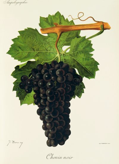 Chenin Noir druif door Jules Troncy