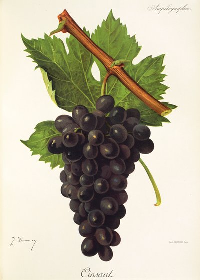 Cinsaut-druif door J. Troncy door Jules Troncy