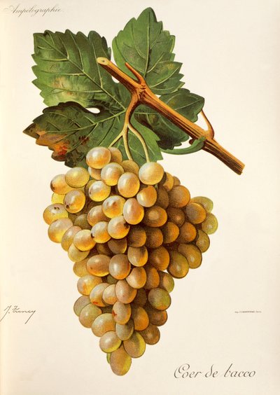 Coer de Bacco druif, uit Traite General de Viticulture. Ampelographie door Jules Troncy