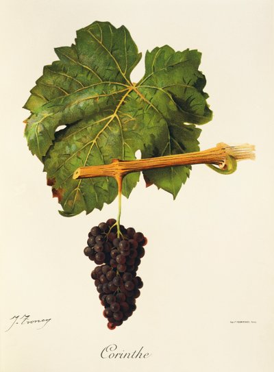 Corinthe-druif door Jules Troncy