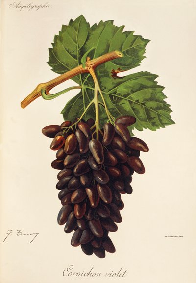 Cornichon Violet-druif door Jules Troncy