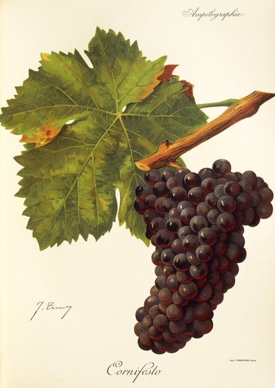 Cornifesto druif door Jules Troncy