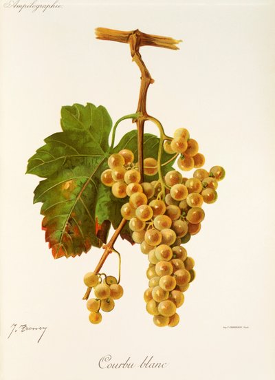 Courbu Blanc door Jules Troncy
