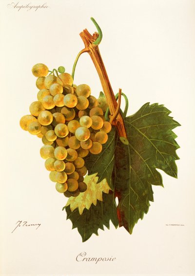 Cramposie druif door Jules Troncy