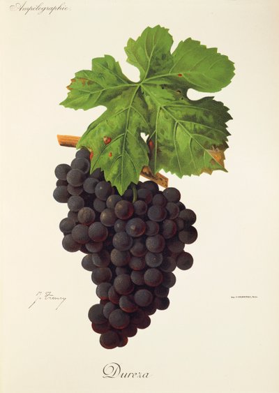 Dureza-druif door J. Troncy door Jules Troncy