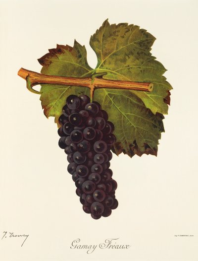 Gamay Freaux druif door Jules Troncy