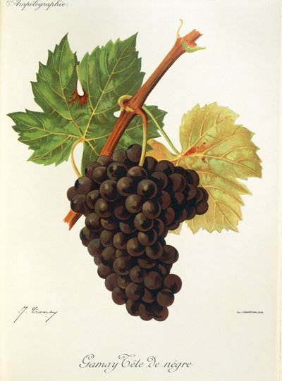 Gamay Tete de Negre druif door Jules Troncy