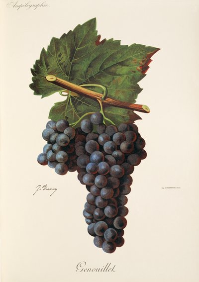Genouillet druif door Jules Troncy