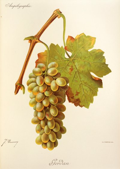 Gordan-druif door Jules Troncy