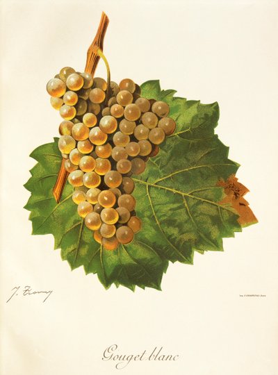 Gouget Blanc druif door Jules Troncy