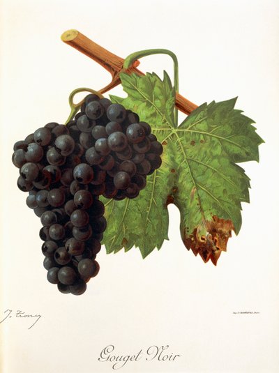 Gouget Noir-druif door Jules Troncy