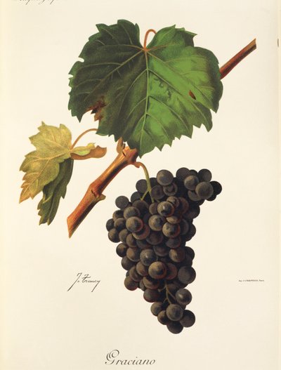 Graciano druif door J. Troncy door Jules Troncy