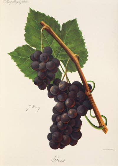 Ives druif door J. Troncy door Jules Troncy