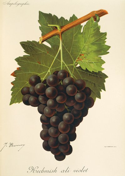 Kechmish Ali Violet-druif door J. Troncy door Jules Troncy