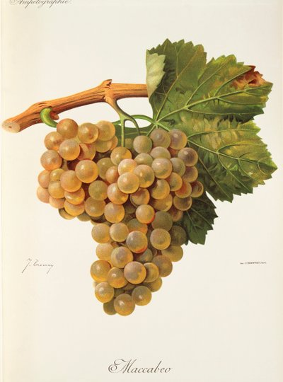 Maccabeo druif door Jules Troncy