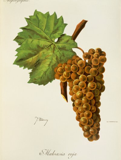 Malvasia Roja druif door J. Troncy door Jules Troncy