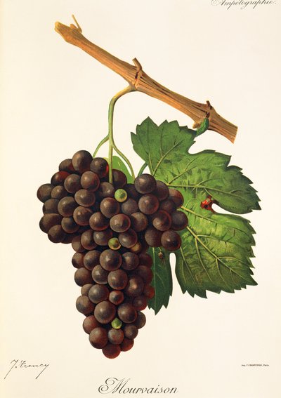 Mourvaison-druif door Jules Troncy