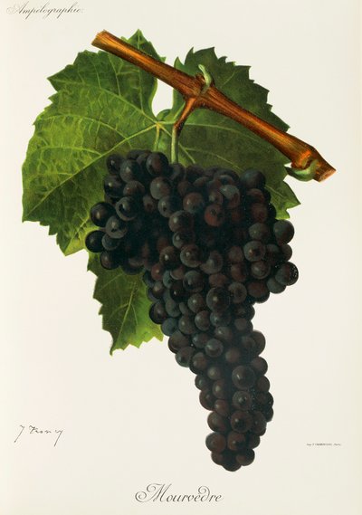 Mourvedre druif door Jules Troncy