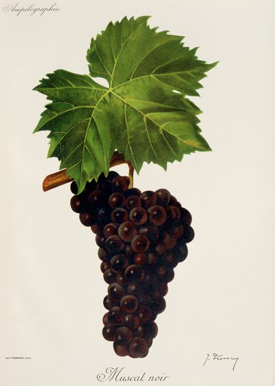 Muscat Noir door Jules Troncy