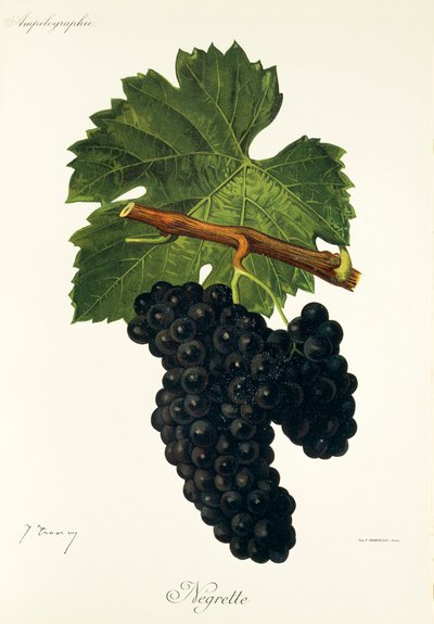 Negrette druif door Jules Troncy