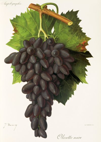 Olivette Noire druif door Jules Troncy