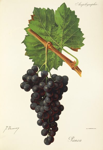 Panea-druif door Jules Troncy