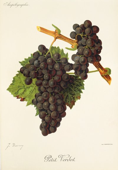 Petit Verdot druif door J. Troncy door Jules Troncy